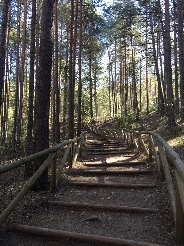 Fotografia de un paseo de pinos en el nacimiento del rio Cuervo